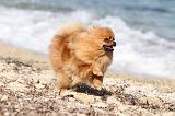 SPITZ ALLEMAND 236